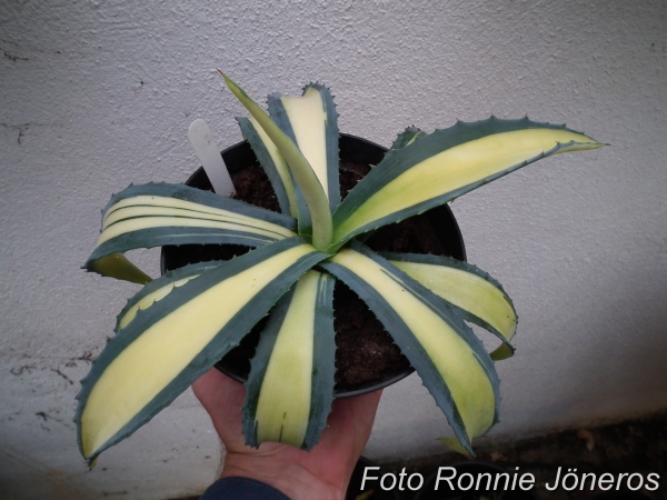 Agave americana mediopicta aurea